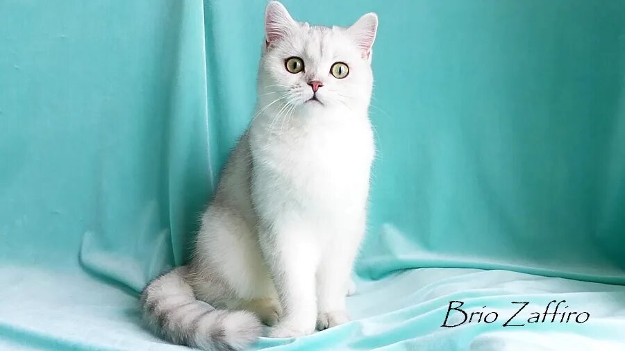 Bs 11 33 окрас. Серебристая шиншилла питомник. Британская золотая шиншилла. Британская шиншилла кошка. Британская шиншилла белая.