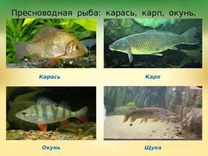 Карп окунь