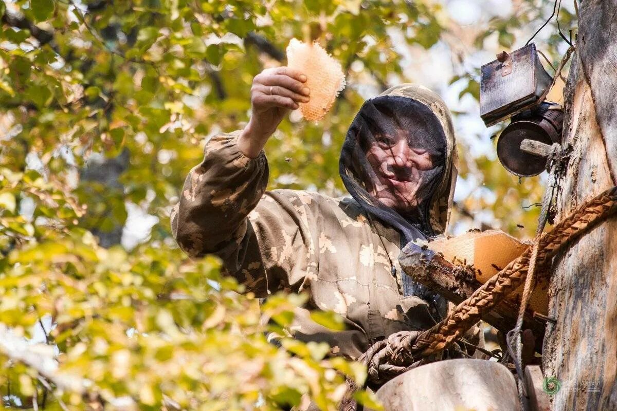 Дикий мед бортничество. Заповедник шульган-таш бортничество. Бортевое пчеловодство. Башкирский бортевой мед. Лянге для бортничества.
