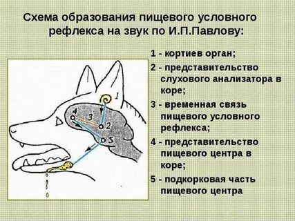 Условный рефлекс выделение слюны