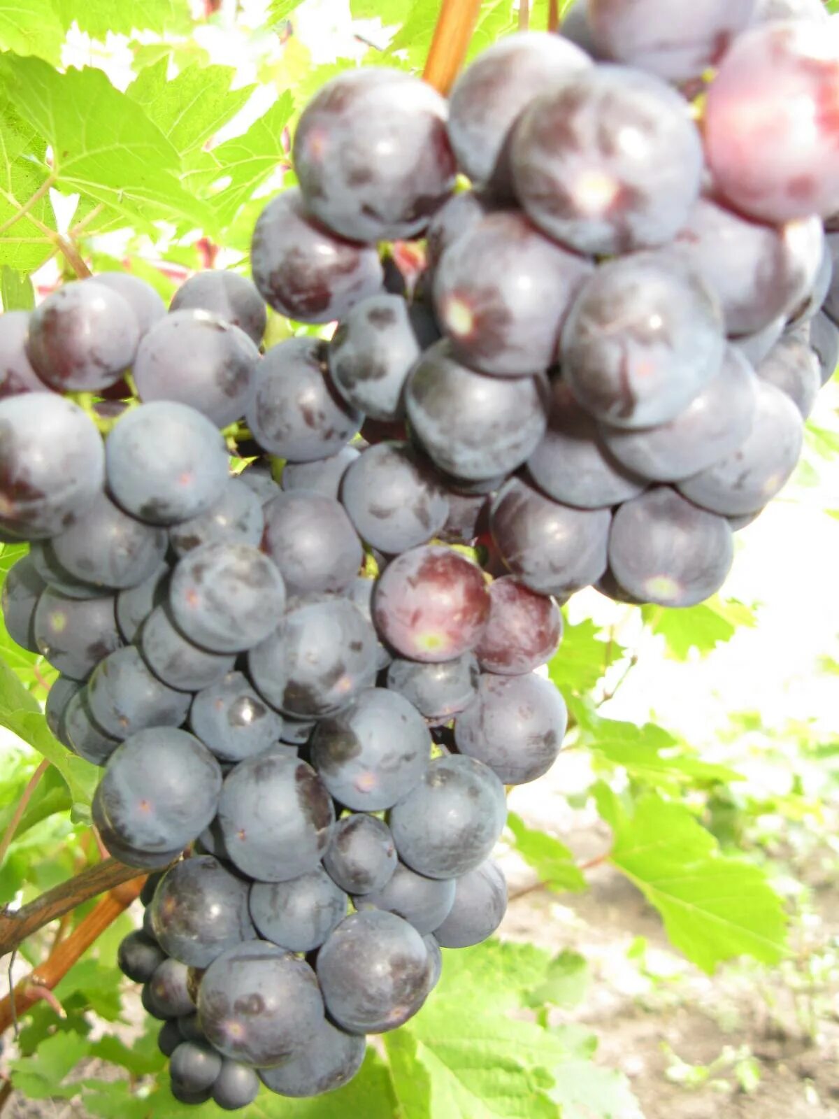Cardinal' Grapes Grapes, Grape plant, Fruit photography