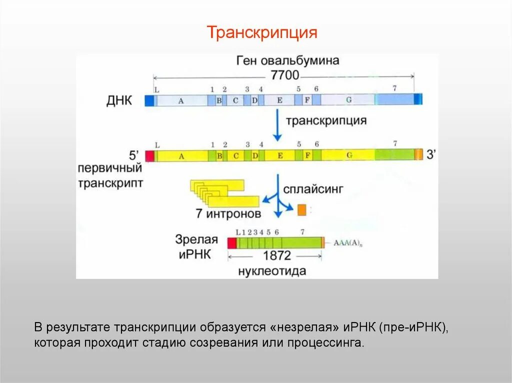 В результате транскрипции образуется. Строение генов эукариот. Незрелая РНК. Результат транскрипции. Действие транскрипция