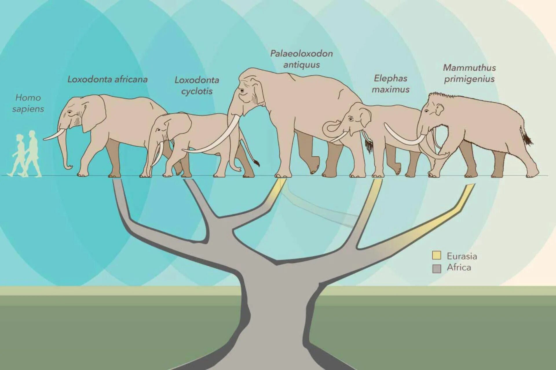 Elephant множественное. Palaeoloxodon или Лесной слон. Эволюционное Древо слонов. Эволюция слона. Филетическая Эволюция слона.