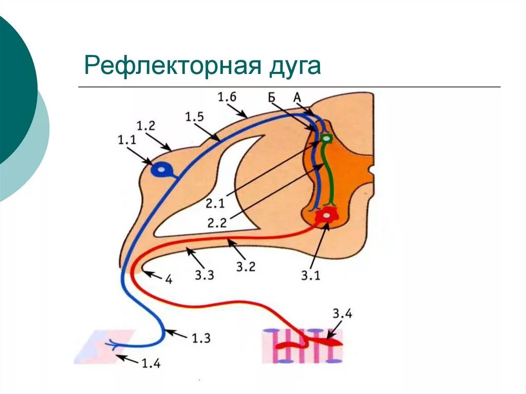 Болевая рефлекторная дуга. Рефлекторная дуга болевого рефлекса. Рефлекторная дуга рисунок цветной. Рефлекторная дуга назального рефлекса схема.