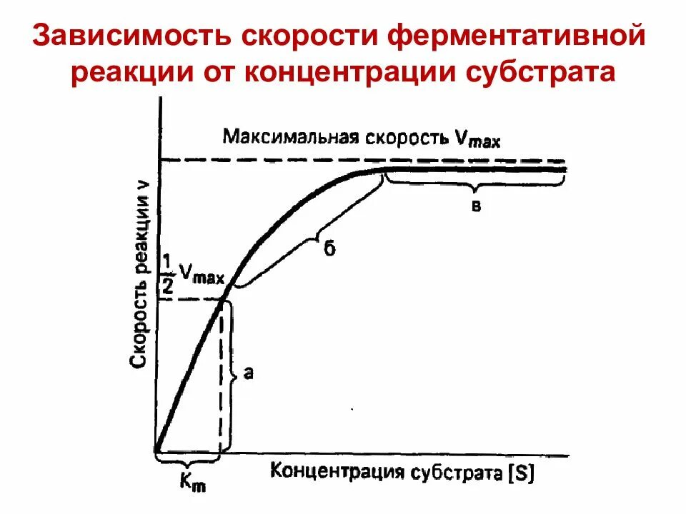 График зависимости скорости реакции от концентрации. График зависимости ферментативной реакции от концентрации субстрата. скорость реакции от концентрации субстрата. график зависимости активности ферментов от концентрации субстрата. зависимость скорости реакции от концентрации субстрата.