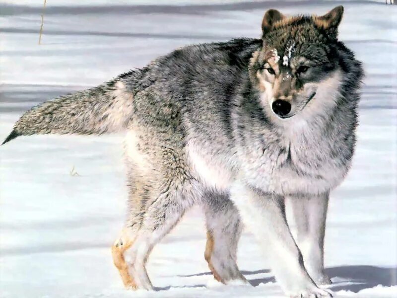 Pin by animal lover on wolves Timber wolf, Wolf pictures, Wolf dog