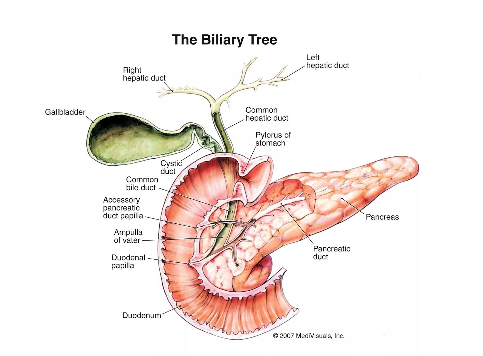 Общмй печёночный проток. Выводной проток желчного пузыря. Анатомия печень желчный пузырь протоки. Желчный пузырь анатомия карман гартмана. Боталлов проток у новорожденных.