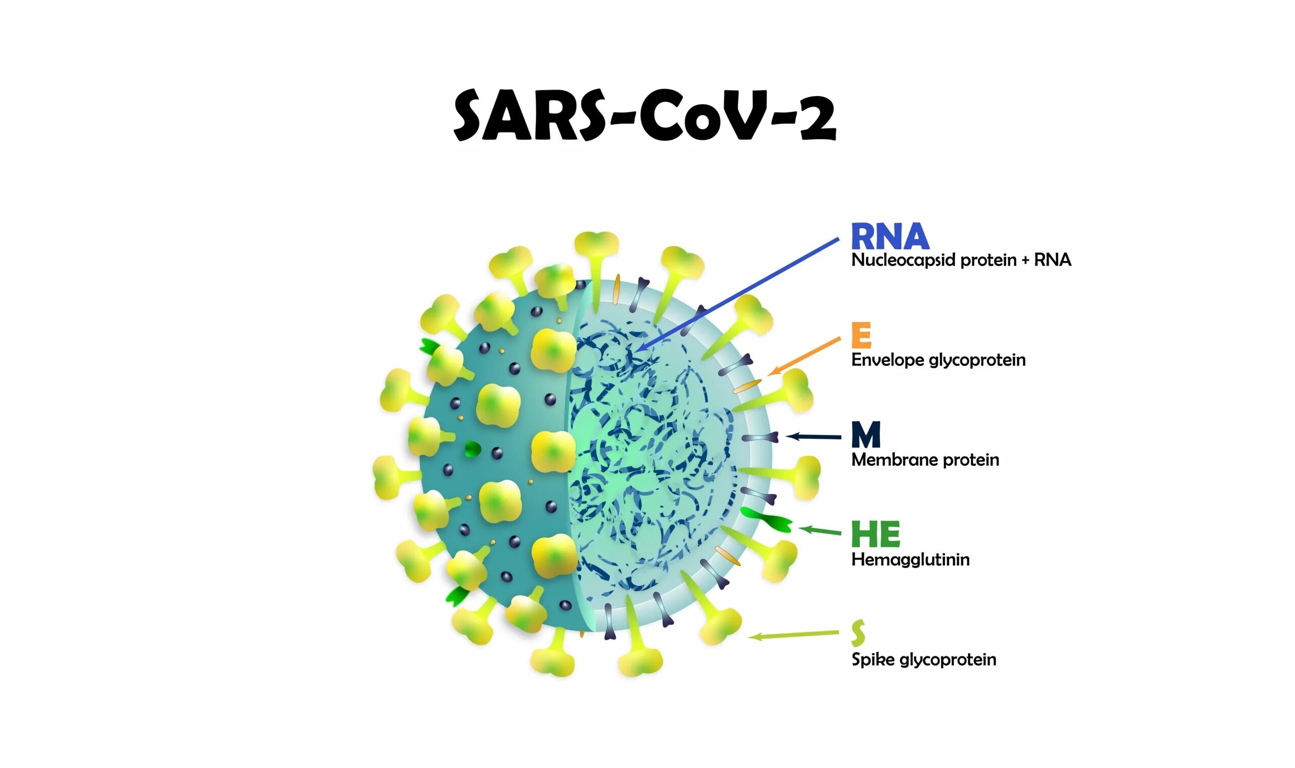 Строение вируса SARS-cov-2. Строение коронавируса SARS-cov-2. Структура вируса SARS - cov-2. Коронавирус строение вируса. Коронавирус 2 типа