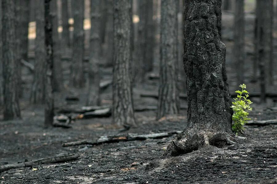 Лес гибнет. Лес после пожара. Деревья после пожара. Пепелище в лесу.