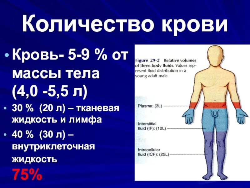 Сколько литров во взрослом человеке. Количество крови. Количество крови в теле человека. Объем крови человека. Объем крови у взрослого человека.