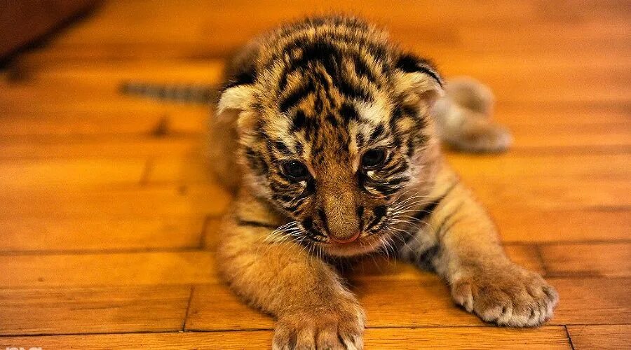 бейби тайгер. тигрица с тигрятами. амурский тигр маленький. амурский тигр маленький. тигр с тигренком.