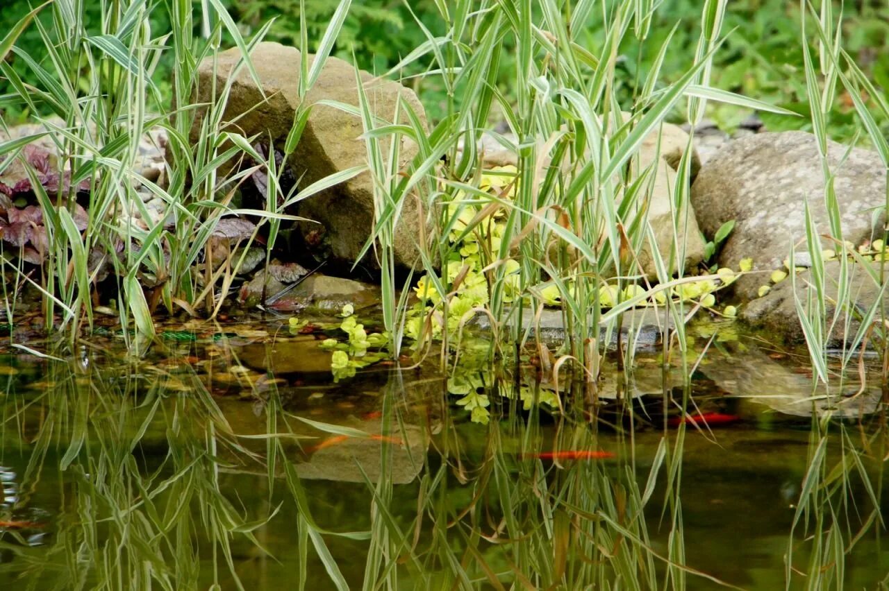 Обитатели водоемов. Жители водоемов. Обитатели прудов и водоемов. Звери пруда