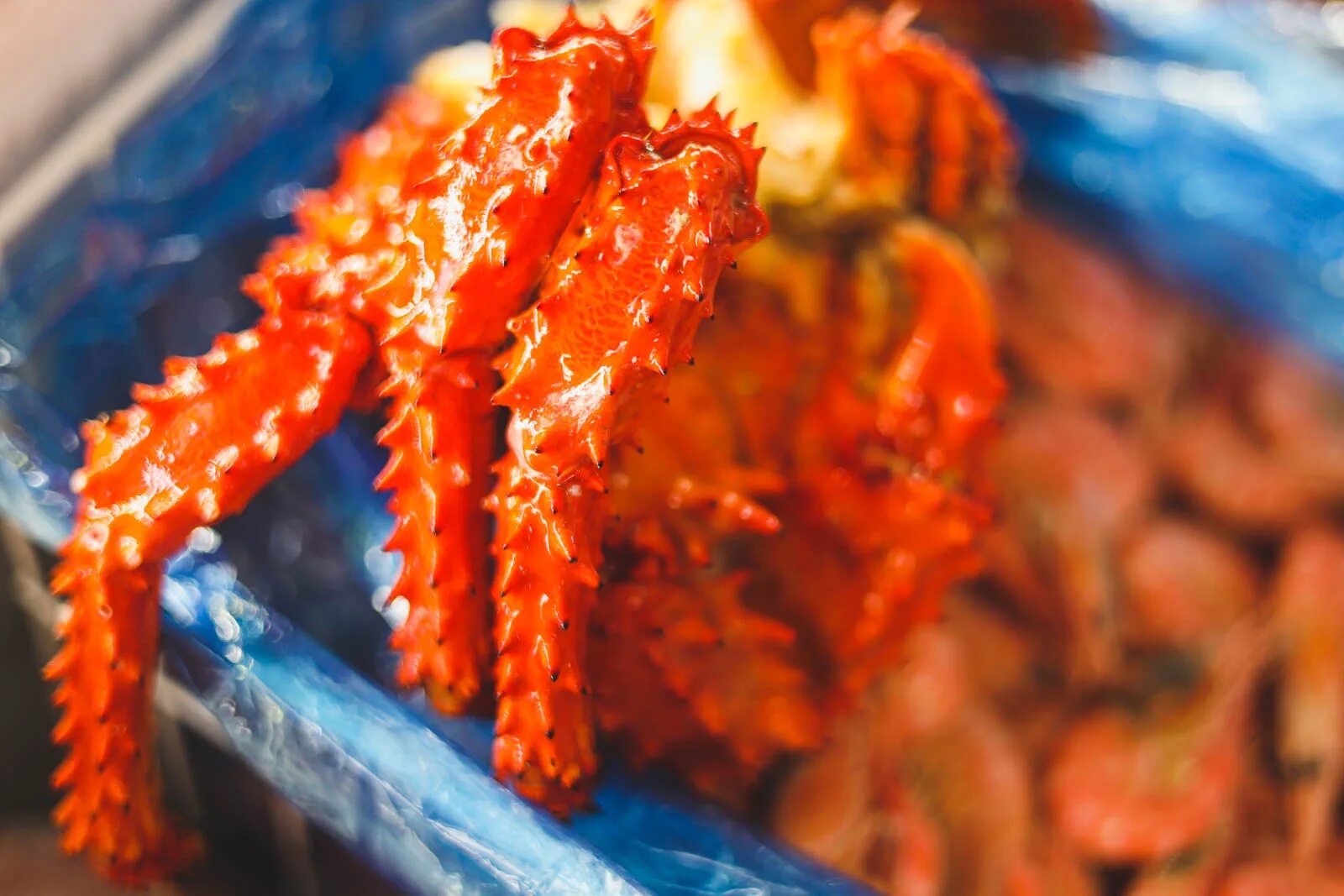 икра краба фото. дальневосточный краб. икра краба фото. икра краба фото. самка камчатского краба с икрой.