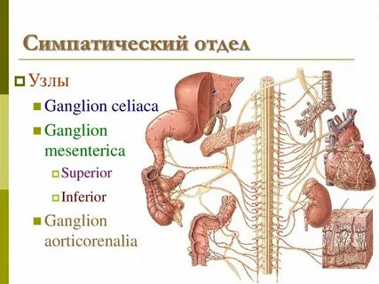 Что такое симпатический отдел