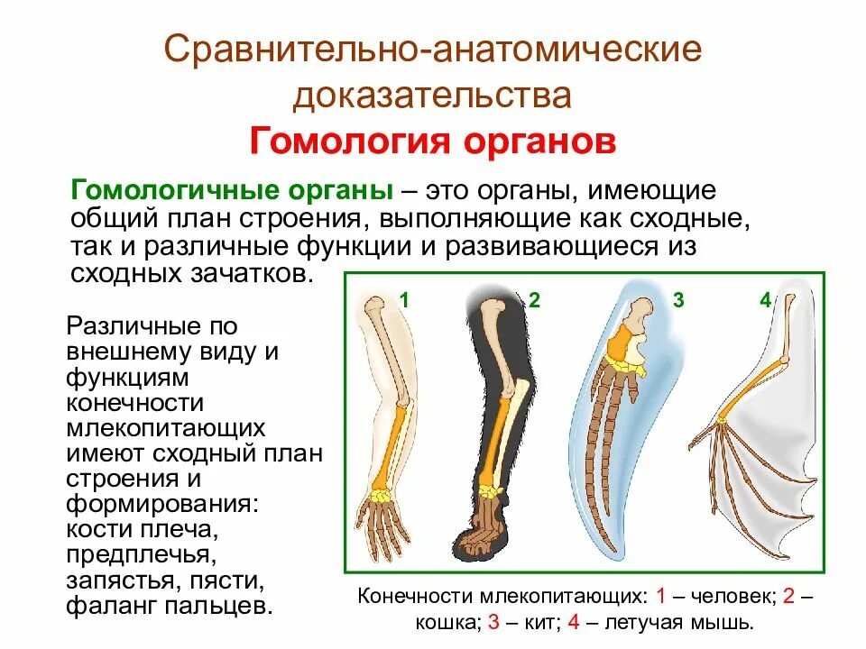 Сравнительно анатомические доказательства эволюции это