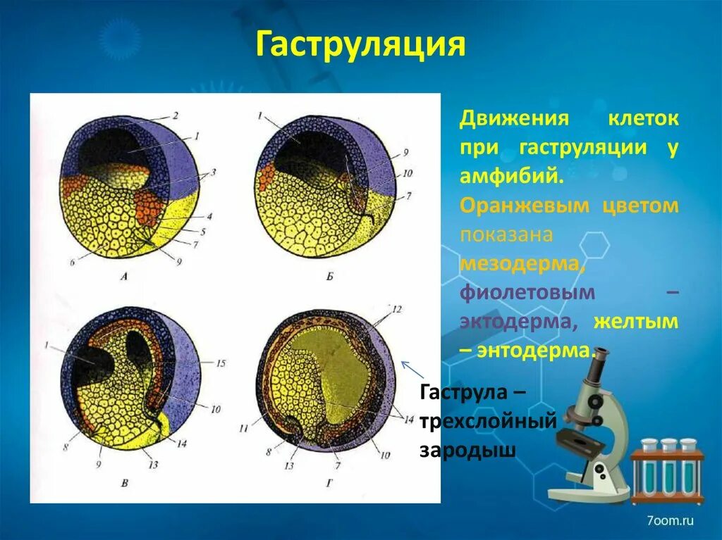 Половые клетки земноводных. Гаструляция зародыша лягушки. Гаструляция 3 слоя. Гаструла амфибий гистология. Гаструла трехслойный зародыш.