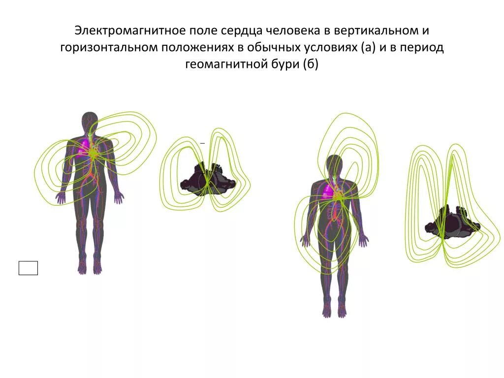 Локальное воздействие постоянного магнитного поля на человека. Электромагнитное поле человека. Магнитное поле человека. Магнитное птлечеловека. Электрическое поле человека.