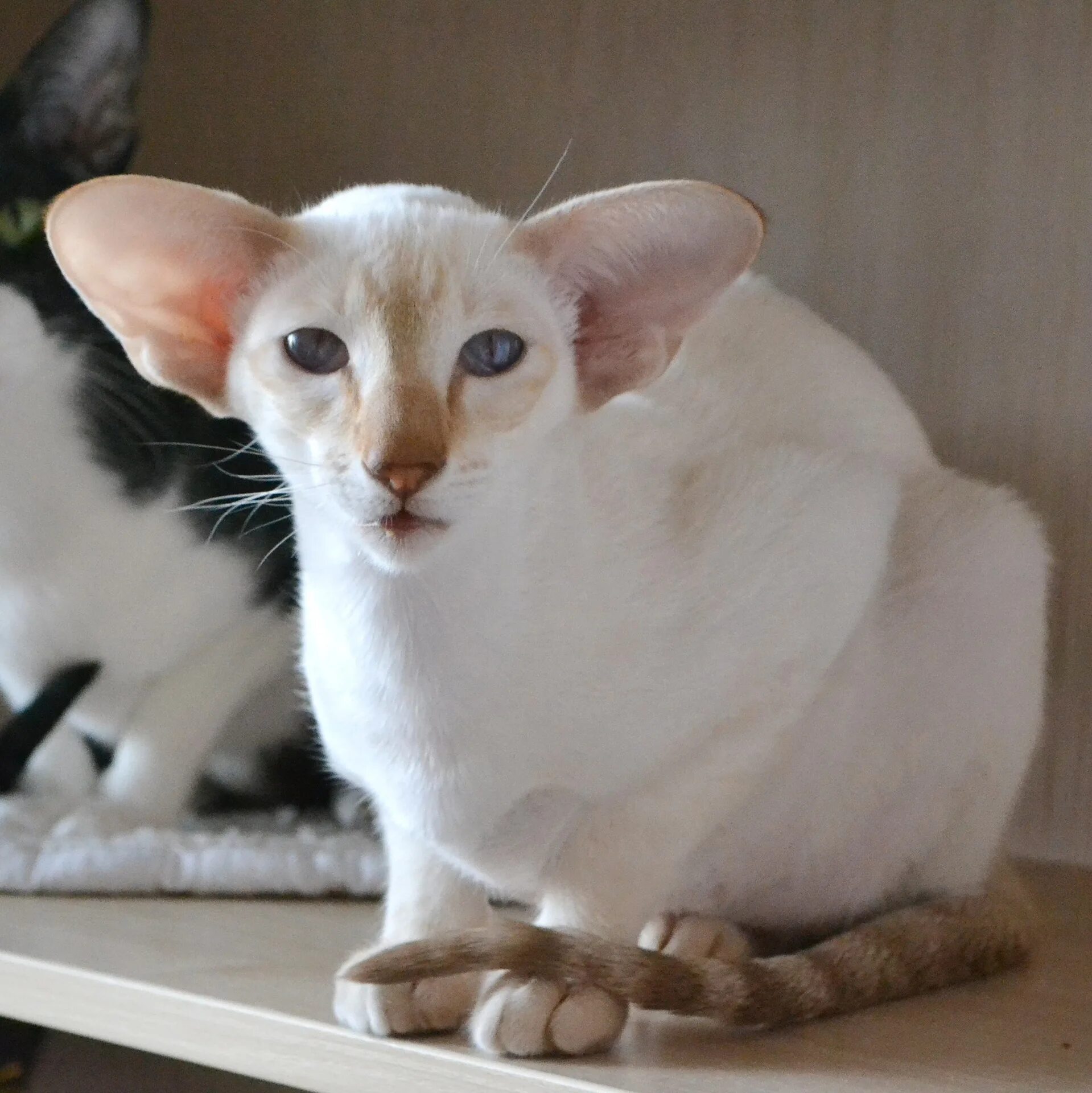 Ушастый кот порода ориентал. Порода кошек ориентал. Ориентальная кошка экстремальная. Ориентальный экстремальный. Черный ориентальный кот.