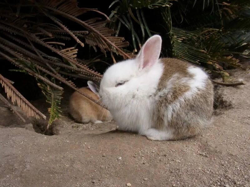 Rope Bunny. Rabbit is starving. Rope Bunny folder. Rope Bunny couple.