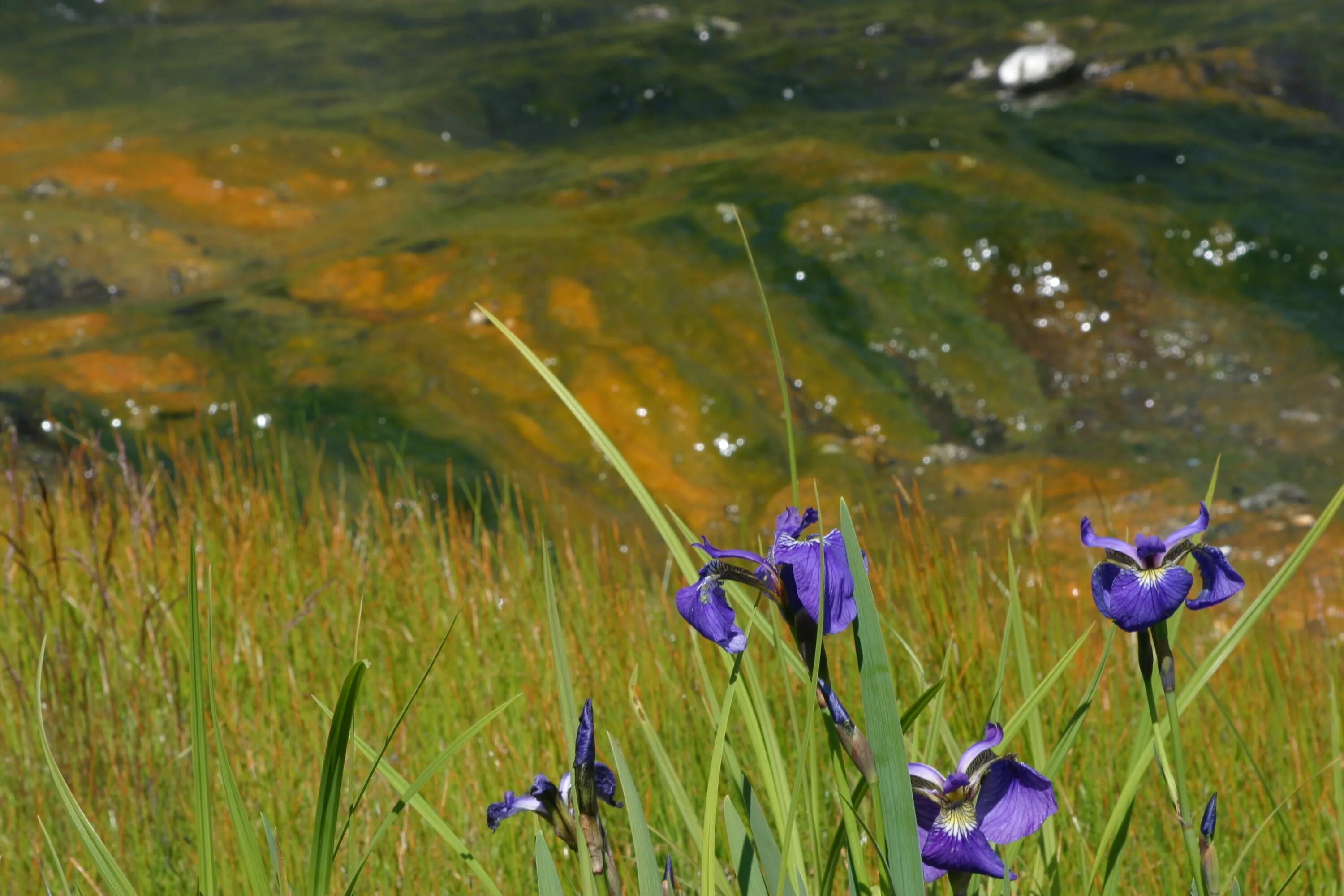 ирис болотный синий в пруду. ирис болотный. ирисы в воде. ирис касатик гладкий. касатик водяной.