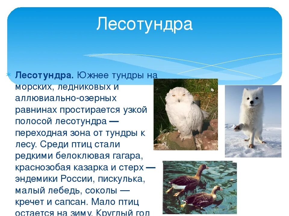 Особенности животных тундры и лесотундры. Обитатели лесотундры. зона лесотундры животные. животный мир тундры. лесотундра растения и животные.