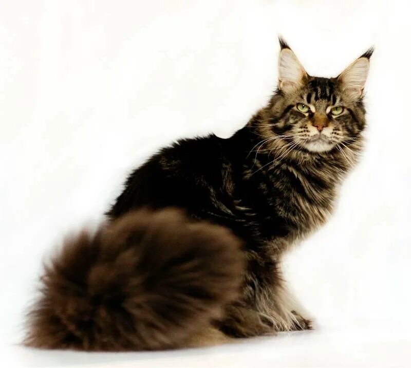 мейн кун черный мрамор. мейкун черный мраморный. черный мраморный мейн кун. мраморный кот мейн кун. кот мейн кун черный мрамор.