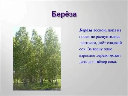 Весной береза окружающий мир 2 класс