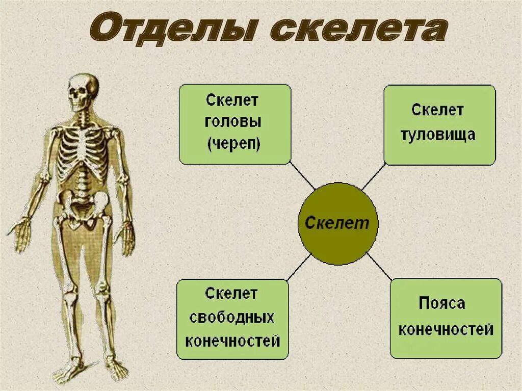 Костная система выполняет в организме функцию. Кости отдела скелета туловища. Основные отделы и строения скелета человека. Анатомия опорно двигательная система скелет. Назовите отделы и основные кости скелета.