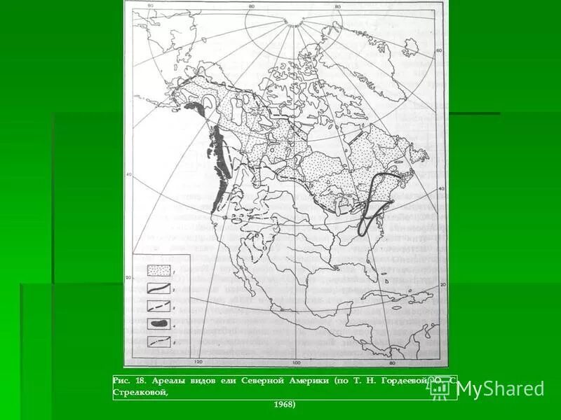 Ареал сосны обыкновенной. Ареал сосны обыкновенной. Ареал распространения пихты сибирской на карте. Ареал ели. Ель ареал распространения.