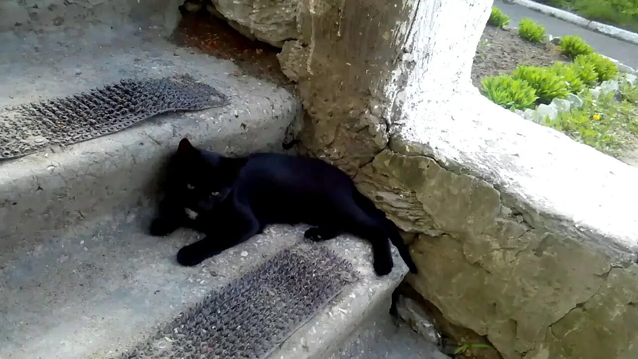 Фотка кэт нет. Черный кот в реальной жизни. Черная кошка в реальной жизни. Кэт в реальной жизни. Картон Кэт в реальной жизни.