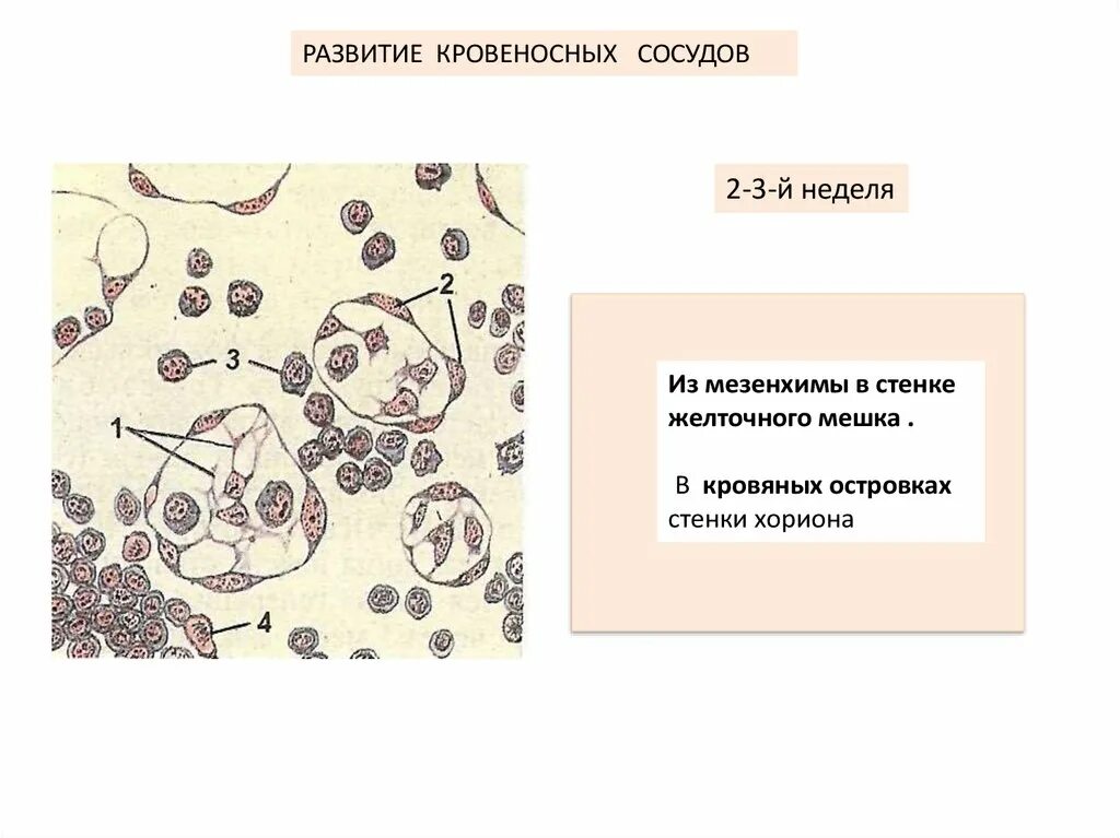 Кровеносный сосуд развивается из. Мезенхима стенки желточного мешка. формирование кровеносных сосудов. развитие кровеносных сосудов гистология. источник эмбрионального развития сосудов.
