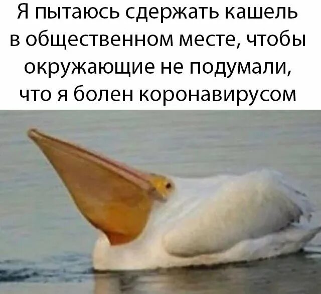 как сдержать кашель в общественном месте. начальная тактика при обструкции дыхательных путей инородным телом. как сдержать кашель в общественном месте. как правильно кашель. чихание в общественном транспорте.