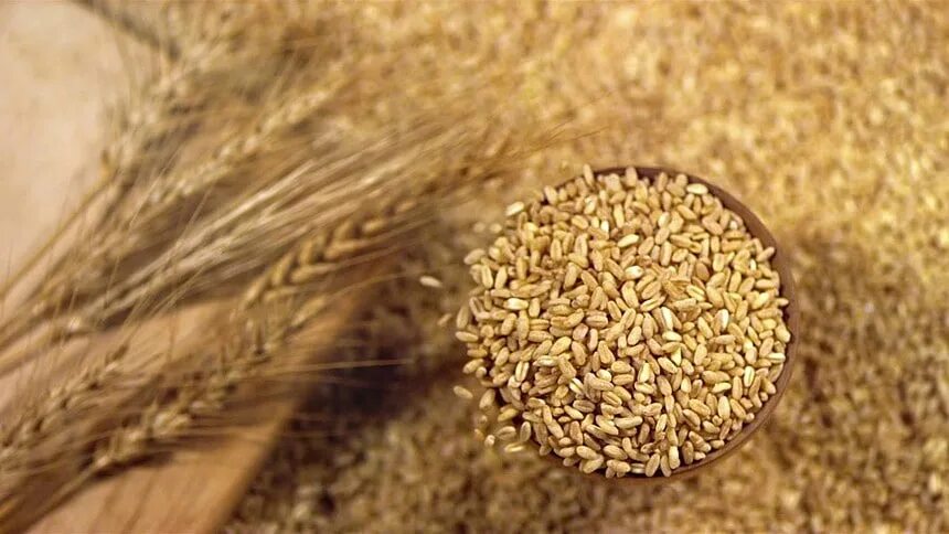 Расценки на зерно. Пшеница рустикано. Литр пшеницы. Самогон на ячмене. Расценки на зерно.