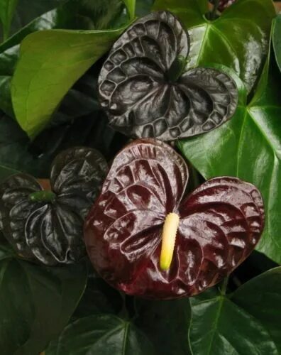 Антуриум шоколад фото Anthurium andr. Chocolate Beauty Ø17cm in Riva keramiek