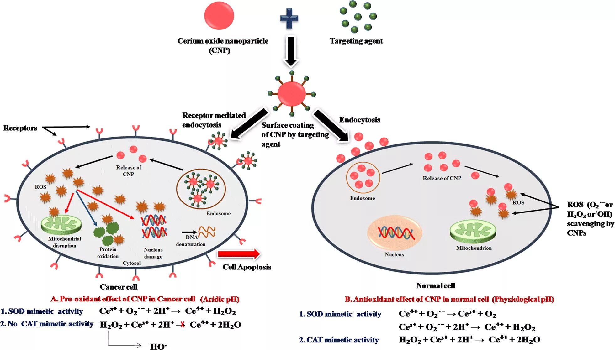 Antioxidant journal. Antioxidant activity. receptor mediated endocytosis. антиоксидантной ефект. synthesis calcium oxide nanoparticles.