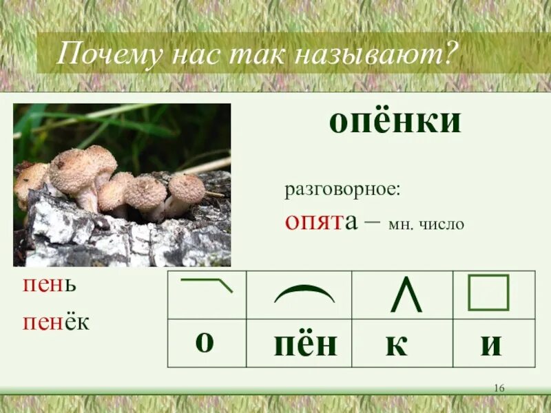Опенок разбор слова по составу. Опенок множественное число. опенок по составу. разбор слова опенок. опята однокоренные слова.