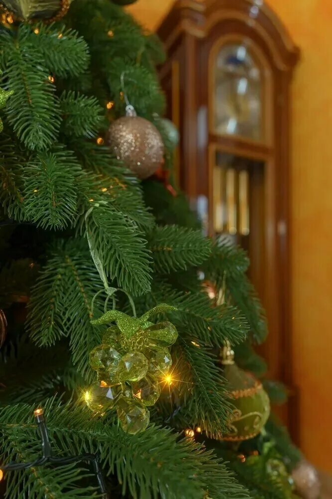 Царь елка афродита 240. Царь елка афродита. Ель афродита. Ель искусств. 5.