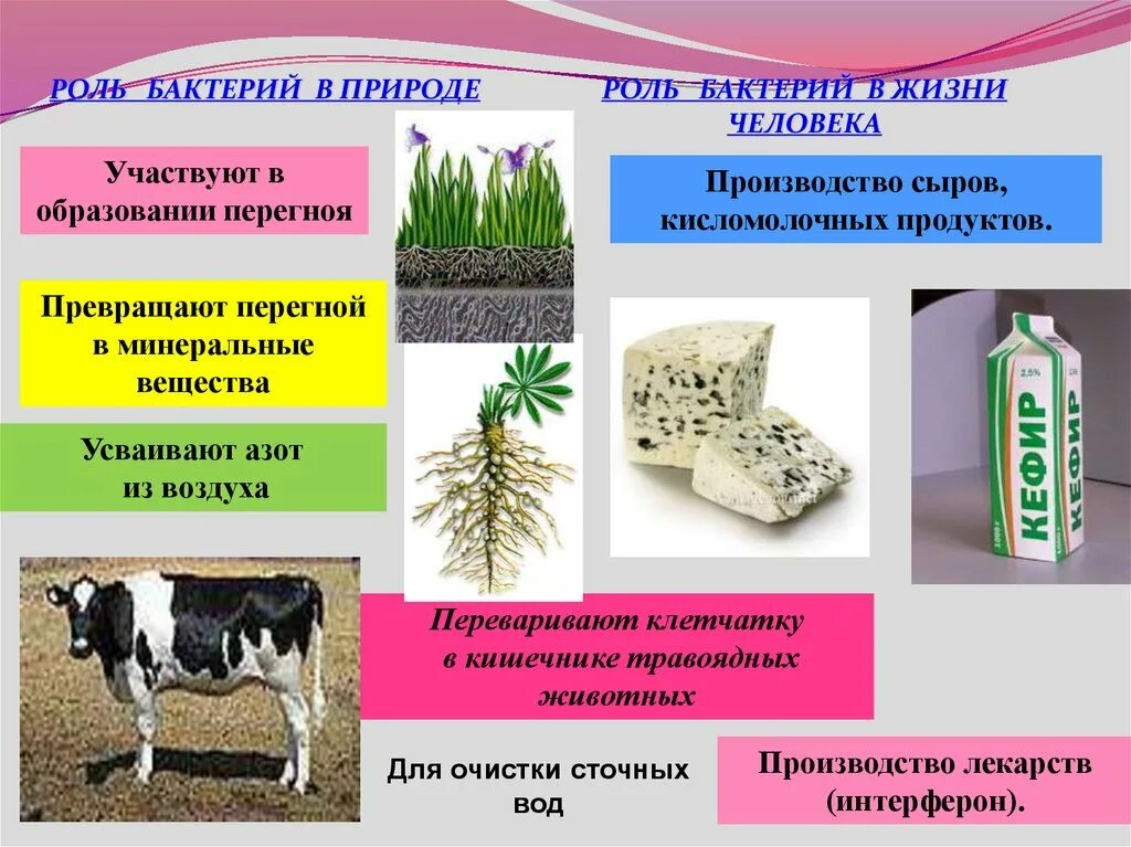 Каково значение бактерий в жизни человека впр. Роль бактерий в природе и жизни. Роль бактерий в природе и жизни человека. Роль бактерий в жизни человека. Роль бактерий в природе.