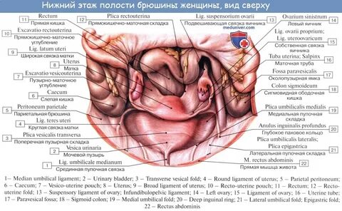 Анатомия: Женские половые органы. Анатомия яичника