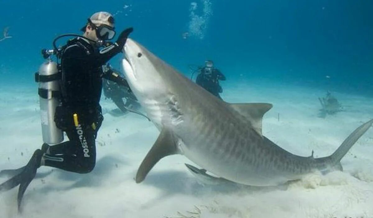 Оушен рамси белая акула. Акула рядом. Акула рядом. Тигровая акула хургада. Большая белая акула.