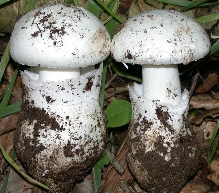 Amanita smithiana. Опасный гриб amanita ocreata. мухомор ocreata. мухомор ocreata фото. аманита мх.
