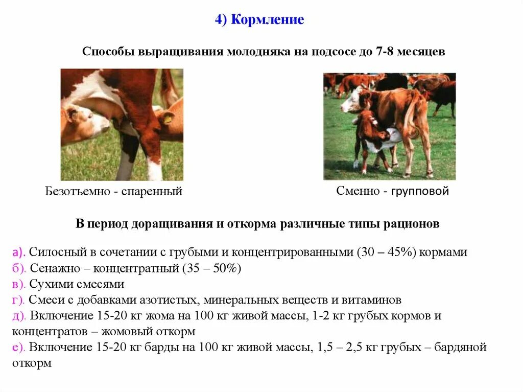 Рацион кормления коров первотелок. Основные принципы кормления крупного рогатого скота. Рацион КРС дойных коров. Откорм молодняка крупного рогатого скота.