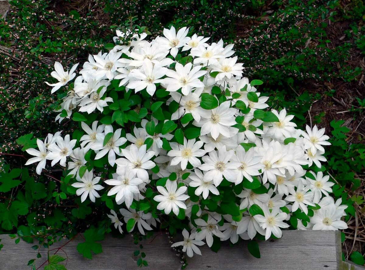 Названия белых многолетних цветов. Клематис henryi. Клематис Сибирский белый.