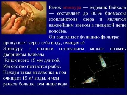 Название рачка который фильтрует воду в байкале