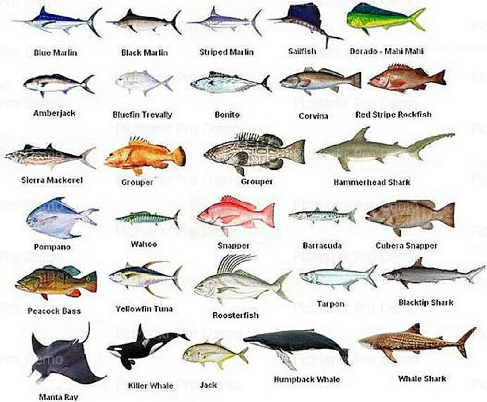 Морское на букву х