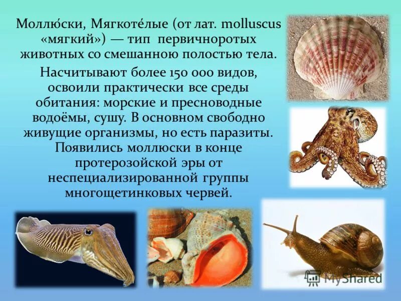 Моллюски это группа животных. Моллюски это группа животных