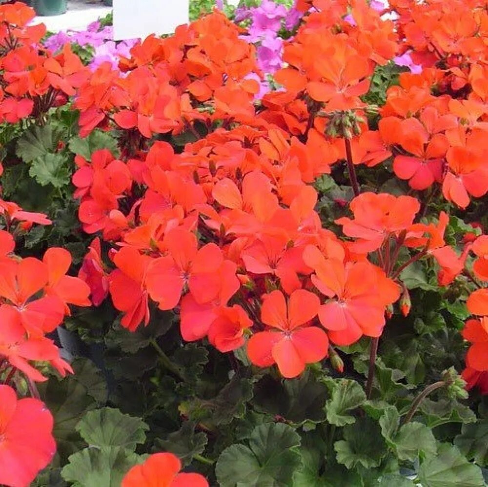 Пеларгония садовая мэверик f1 оранж. Пеларгония нано f1. Пеларгония зональная карликовая нано f1 фиолет. Пеларгония зональная нано скарлет биколор. Пеларгония нано f1 эплблоссом.