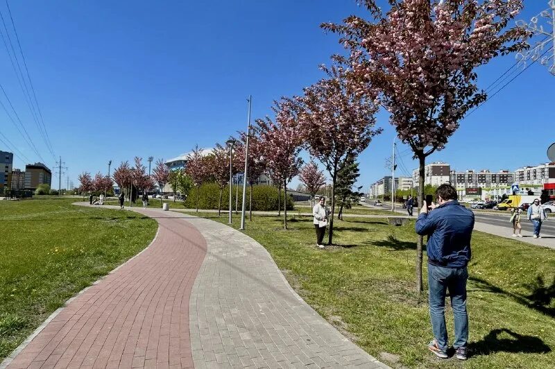 Какие деревья в калининграде. Аллея сакуры в калининграде. деревья в калининграде. аллея дворца спорта.