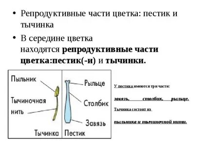 Какую роль выполняют пестики и тычинки