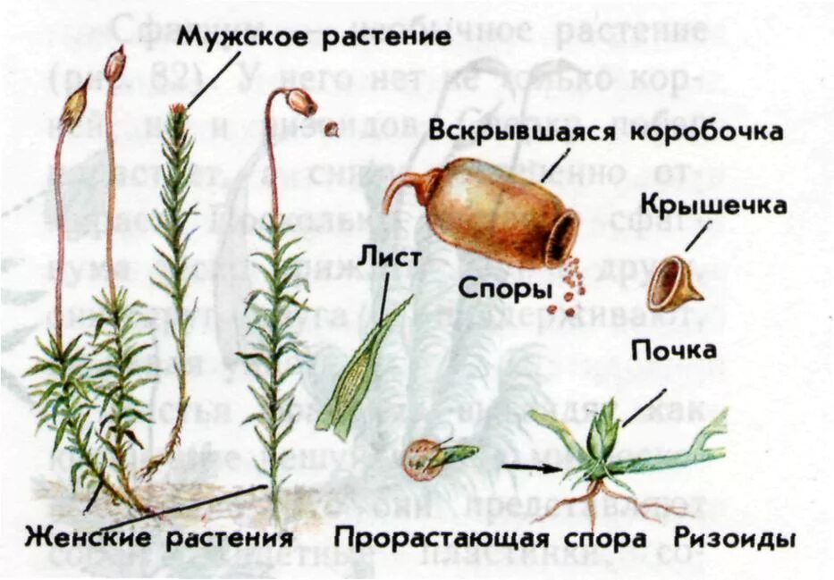 Части растения мха. Кукушкин лен размножение схема. Кукушкин лен схема. Строение мха Кукушкин лен. Кукушкин лён обыкновенный размножение.